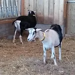 Ysalice * Merlas