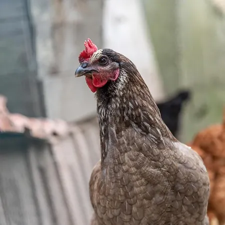 Ysalice Oda ve Kahvaltı Merlas