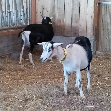 Ysalice * Merlas