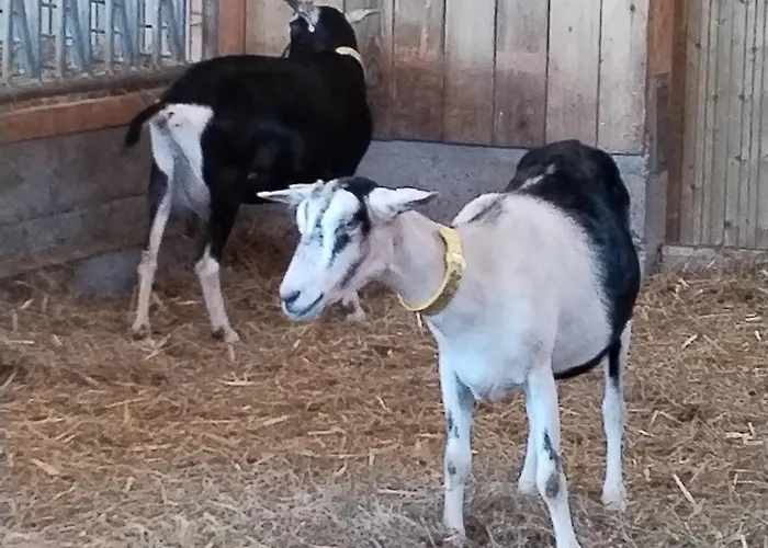 Ysalice * Merlas